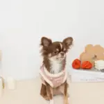 ボアチューリップ刺繍ハーネス+リードSET【名入れ刺繍対応】