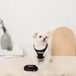 ニットボアハーネス+リードSET【名入れ刺繍対応】