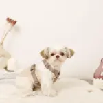 ボアハーネス+リードSET【名入れ刺繍対応】