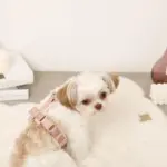 ボアハーネス+リードSET【名入れ刺繍対応】