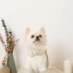 フード付きキルティングダウンライクハーネス+リードSET【名入れ刺繍対応】