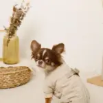 星柄キルティングロンパースハーネス