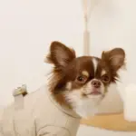 星柄キルティングロンパースハーネス