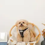 チェック柄ボアハーネス+リードSET【名入れ刺繍対応】