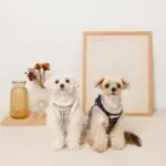 チェック柄ボアハーネス+リードSET【名入れ刺繍対応】