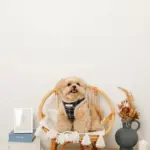 チェック柄ボアハーネス+リードSET【名入れ刺繍対応】