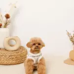 チェック柄ボアハーネス+リードSET【名入れ刺繍対応】