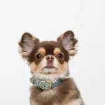 シュリンクレザーハートバックルカラー