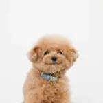 シュリンクレザーハートバックルカラー