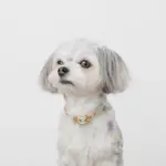 シュリンクレザーハートバックルカラー