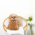 アニマル柄カラー＋リードSET【名入れ彫刻対応】