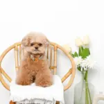 アニマル柄カラー＋リードSET【名入れ彫刻対応】