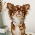 ギンガムチェックいちごフラワーチャームカラー+リードSET【名入れ彫刻対応】