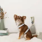 ギンガムチェックいちごハーネス