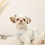 ギンガムチェックいちごハーネス