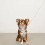 ギンガムチェックいちごハーネス