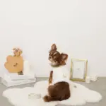 キルティングボアレースハーネス+リードSET【名入れ刺繍対応】