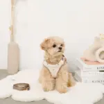 ボアハート刺繍ハーネス＋リードSET【名入れ刺繍対応】