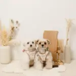 ボアハート刺繍ハーネス＋リードSET【名入れ刺繍対応】