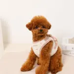 ボアハート刺繍ハーネス＋リードSET【名入れ刺繍対応】