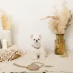 フェイクレザーメッシュMIXカラー＋リードSET