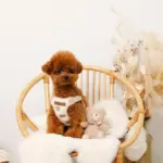 くまさん刺繍ボアハーネス+リードSET【名入れ刺繍対応】