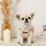 くまさん刺繍ボアハーネス+リードSET【名入れ刺繍対応】