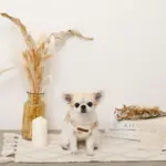 くまさん刺繍ボアハーネス+リードSET【名入れ刺繍対応】