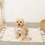 くまさん刺繍ボアハーネス+リードSET【名入れ刺繍対応】