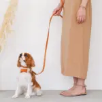 オーストレザーリード