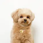 ハートチャームレザーカラー【名入れ彫刻対応】