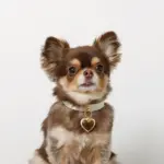 ハートチャームレザーカラー【名入れ彫刻対応】