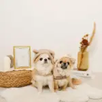 耳付きフードボアハーネス