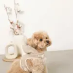 耳付きフードボアハーネス