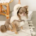 耳付きフードボアハーネス