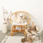 耳付きフードボアハーネス