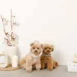 耳付きフードボアハーネス