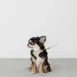 サークルチャームレザーカラー【名入れ彫刻対応】