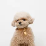 サークルチャームレザーカラー【名入れ彫刻対応】