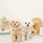 ミックスカラー反射ハーネス