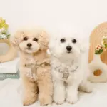 ミックスカラー反射ハーネス