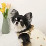 ミックスカラー反射ハーネス