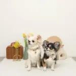 ミックスカラー反射カラー【名入れ彫刻対応】