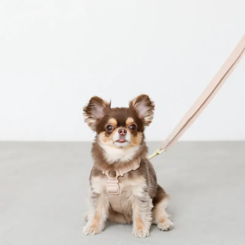 コットンライクハーネス