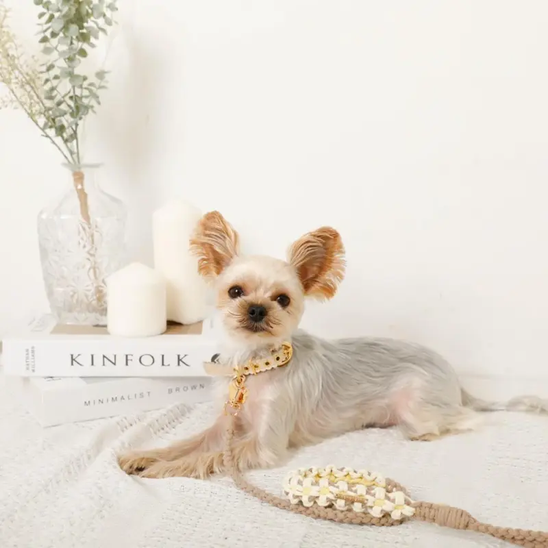 フラワーパラコードリード