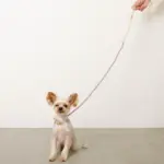 フラワーパラコードリード