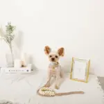 フラワーパラコードリード