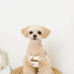 くまさんハーネス