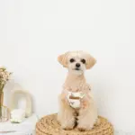 くまさんハーネス