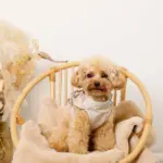 ショルダーフリルハーネス＋リードSET【名入れ刺繍対応】